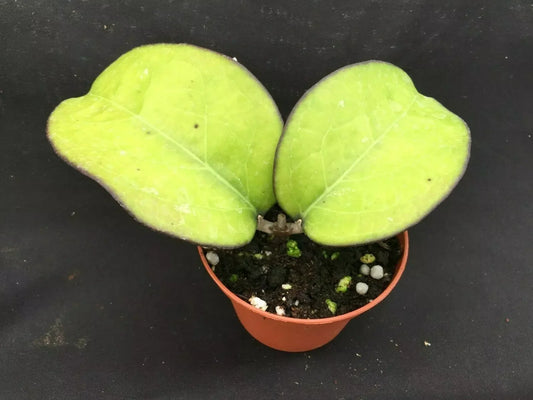 Hoya Plant 3-Inch Pot Rare Hoya vitellina Indoor Houseplant with Fragrant Flowers and Elongated Leaves