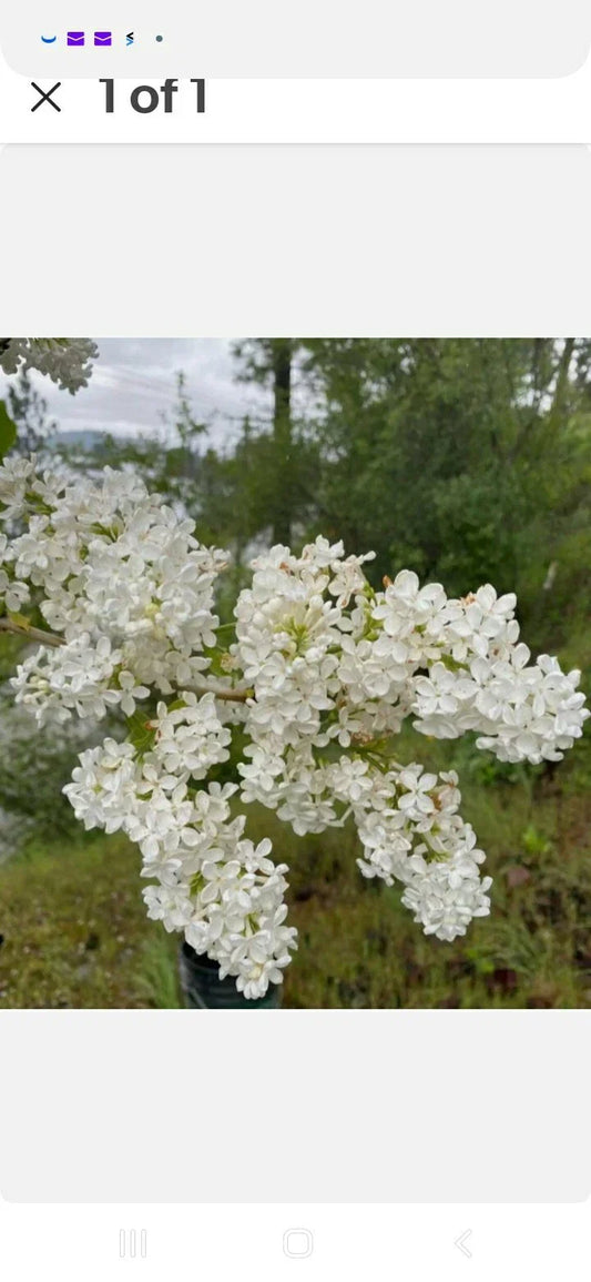 Jumbo Bare Root Lilac Bush - White Variety Syringa vulgaris - Fragrant Blooming Shrub for Garden Landscaping