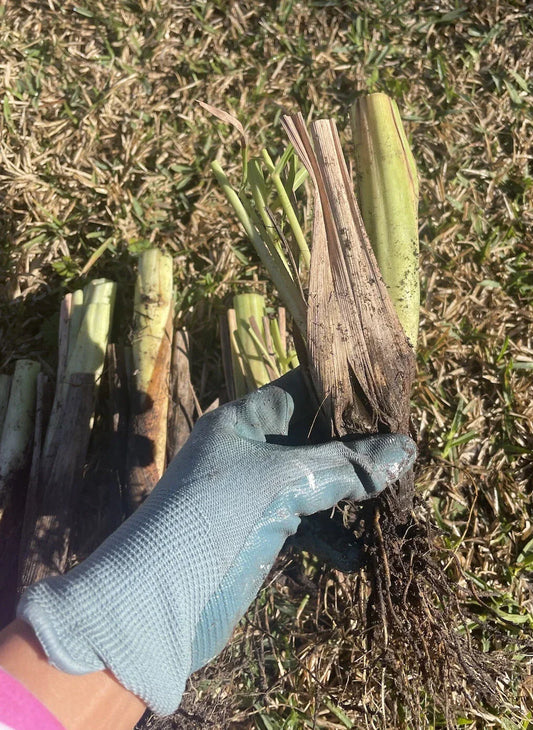 Live Lemongrass Plants - 4 Rooting Stalks Cymbopogon citratus for Mosquito Repellent, Cooking & Tea