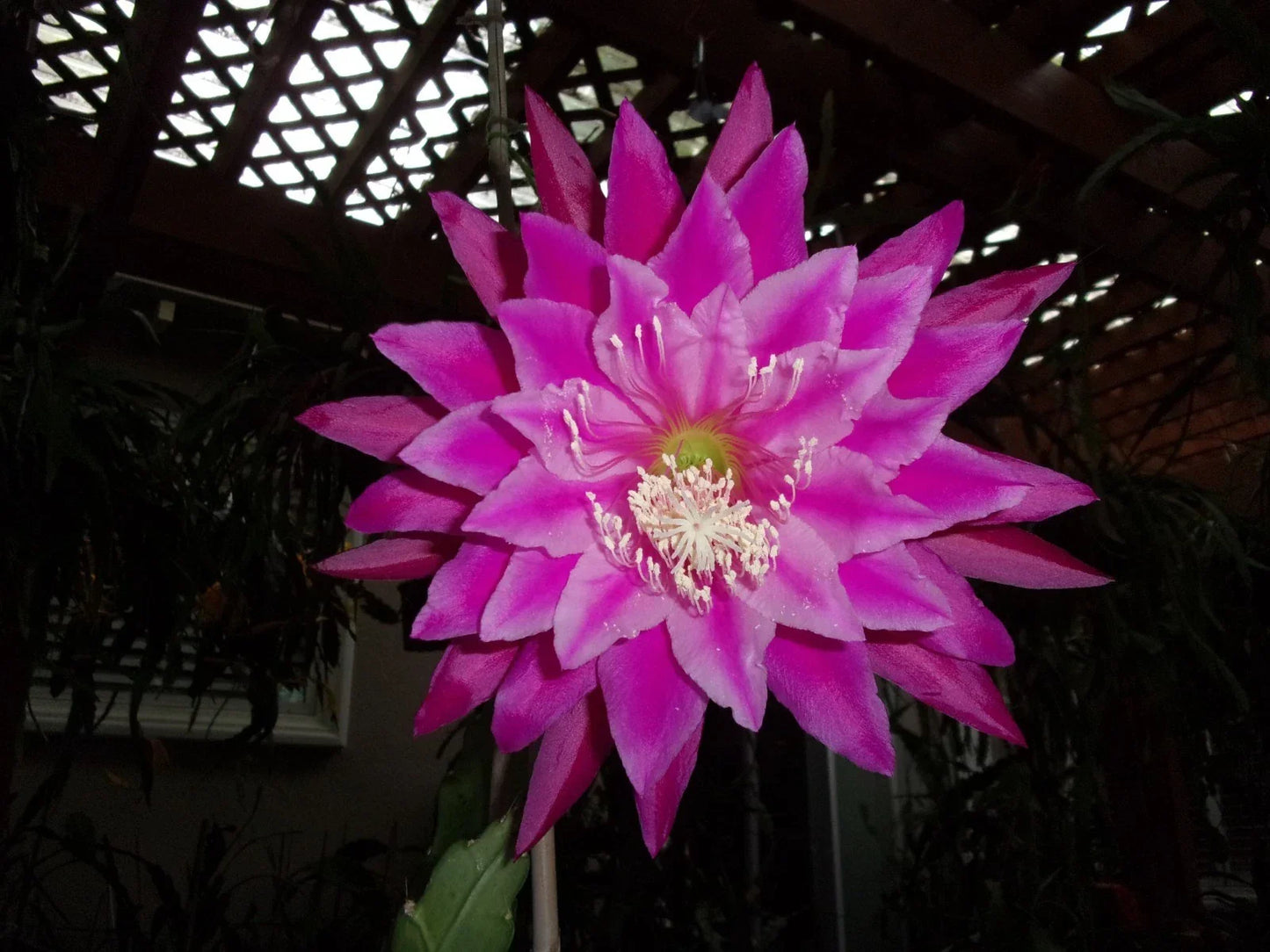 Epiphyllum Orchid Cactus Cutting - KIWI FANFARE Variety - Tropical Succulent with Vibrant Orchid-Like Flowers - Epiphyllum spp.