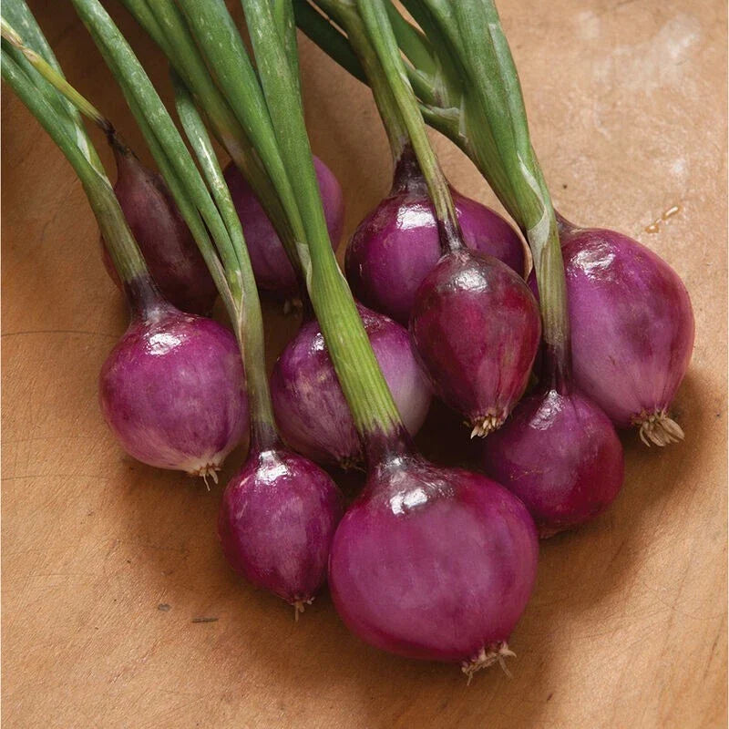 Purplette Onion Seeds 600 Count Non-GMO Allium cepa Specialty Onion Seeds for Home Garden & Culinary Use