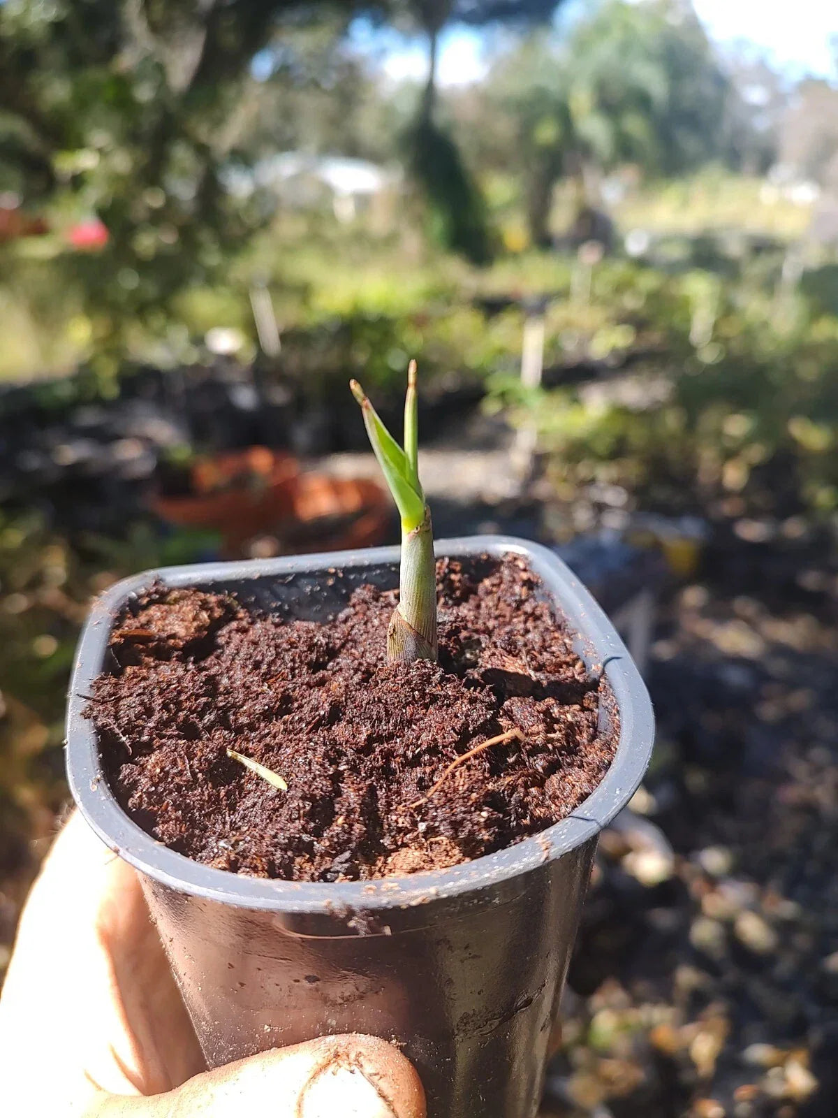 Red Sugar Cane Rooted Plant Cutting | Saccharum officinarum | Organic Cane for Gardening & Landscape Use