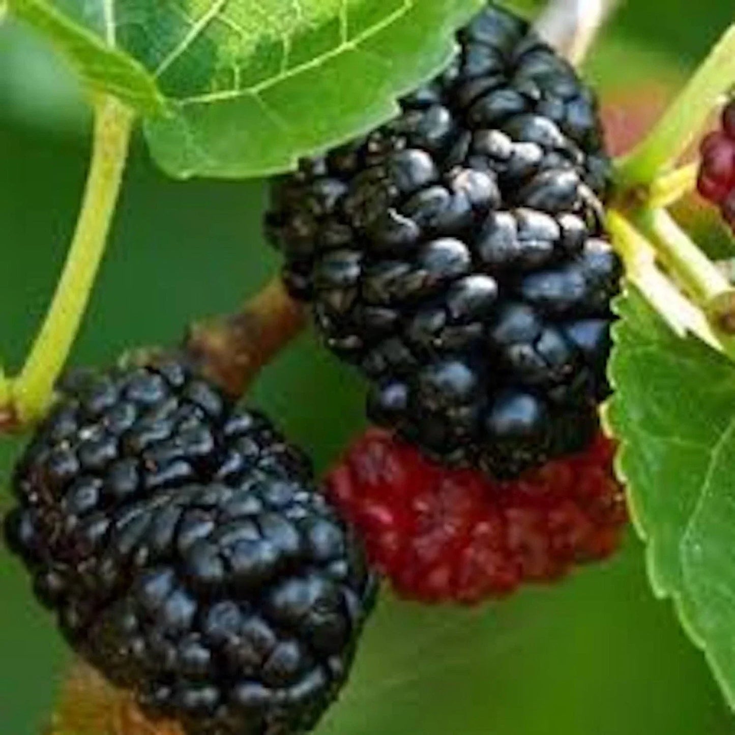 Dwarf Mulberry Tree Bare Root Everbearing Morus sp. Fruit Plant for Small Gardens and Containers