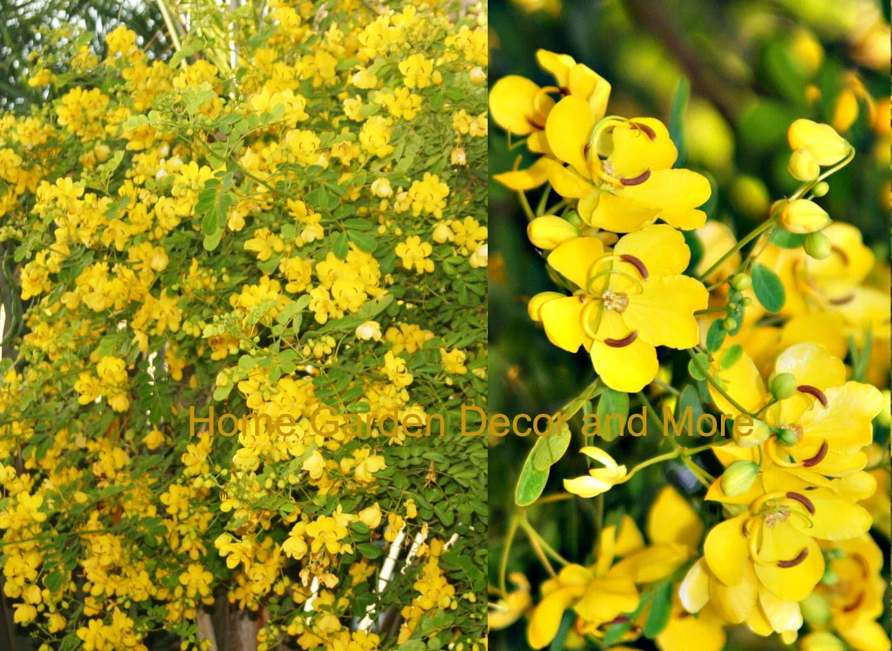 Rooted Christmas Senna Plant with Yellow Flowers, Butterfly Host, Cassia bicapsularis, Hardy Shrub for Garden Landscaping