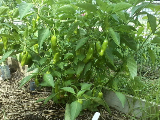 Pepper Seeds - Italian Sweet Pepperoncini - Capsicum annuum - Non-GMO Heirloom for Home Gardening, Salad, Pickling