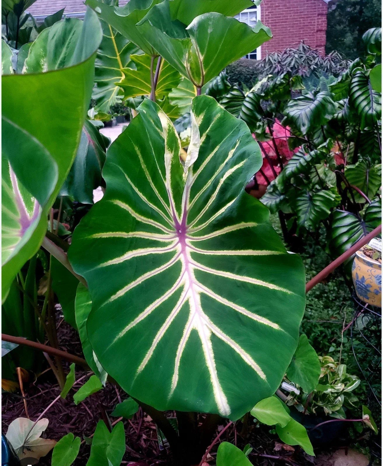 Colocasia esculenta Elephant Ear Plant - Small Rooted Starter - Pharaoh’s Dream - Tropical Foliage Plant for Garden or Indoor