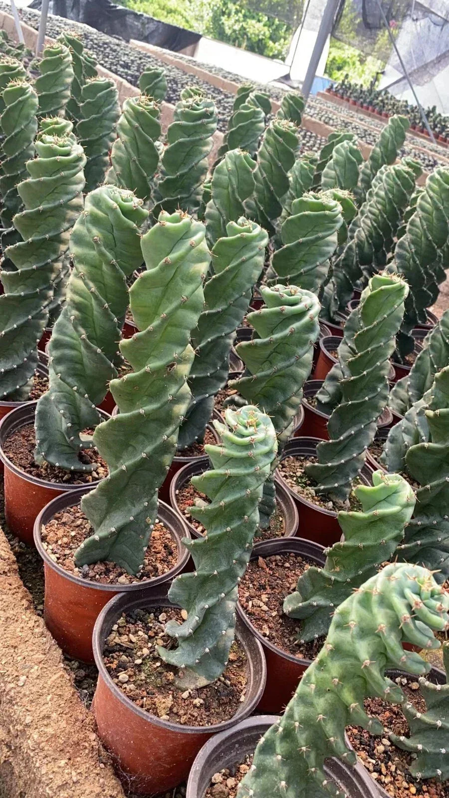 Cereus Forbesii Spiral Cactus Live Plant – Unique Indoor Succulent for Home Decor, Rare Indoor Cactus, Low Maintenance, Indoor Plant