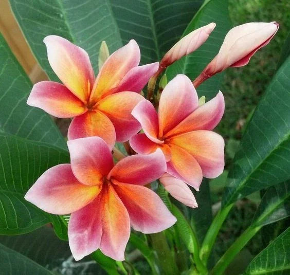 Plumeria Seeds - 5 Orange Pink Frangipani - Tropical Perennial Flowering Plant - Plumeria rubra