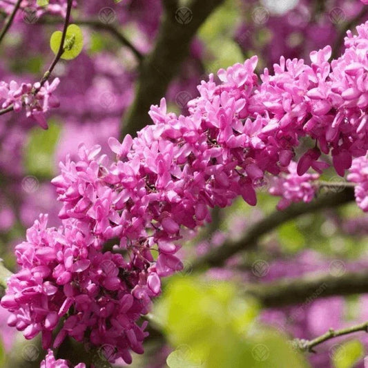 Judas Tree Seeds 15 Pack Cercis Siliquastrum Mediterranean Redbud Pink Purple Flowers Ornamental Tree