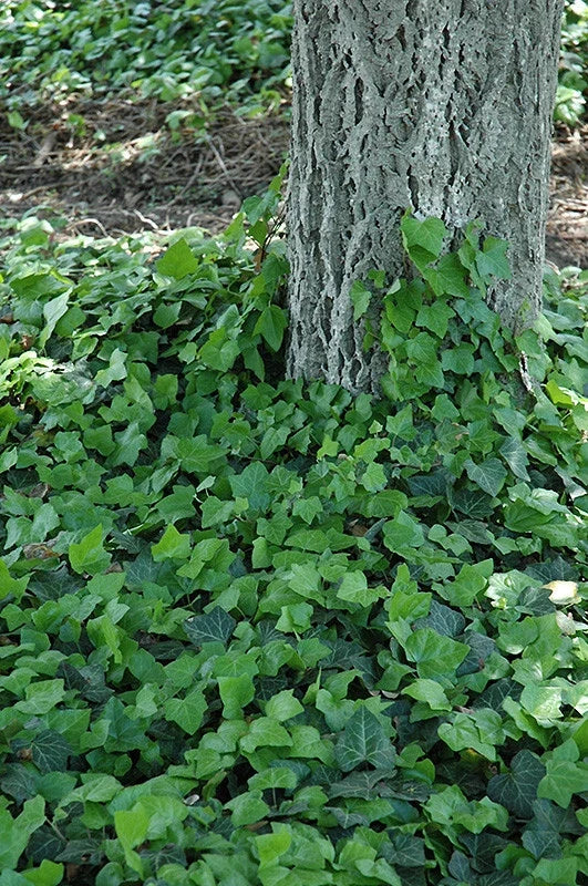Baltic Ivy Rooted Cuttings - Climbing Vine Ground Cover - Sub Zero Hardy (Hedera helix)