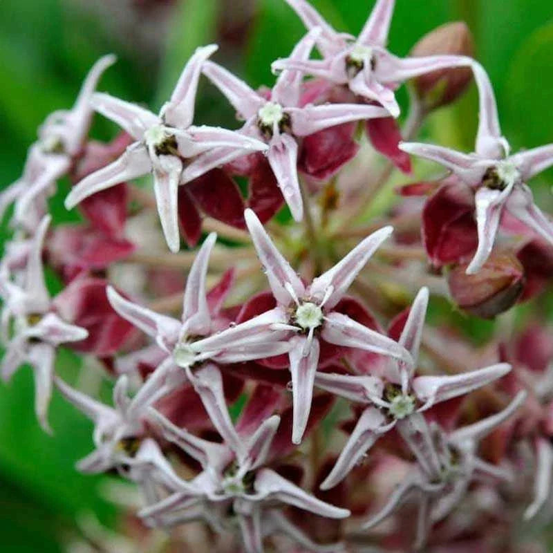 Showy Milkweed Seeds - Perennial Asclepias speciosa for Monarch Butterflies, Pollinators, Wildflower Gardens, 100 Seeds