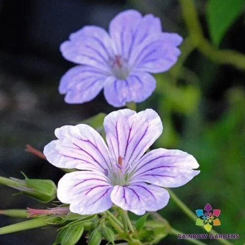 25+ Hexham Big Eyes Geranium Seeds - Pelargonium hortorum Pink Flowers for Garden & Containers - Easy to Grow Planting Seeds