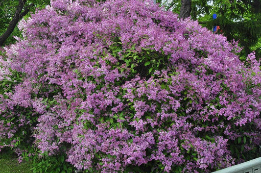 Old Fashion Lilac Bush 9-14" Fragrant Purple Blooms Syringa vulgaris in 5" Pot for Garden or Patio