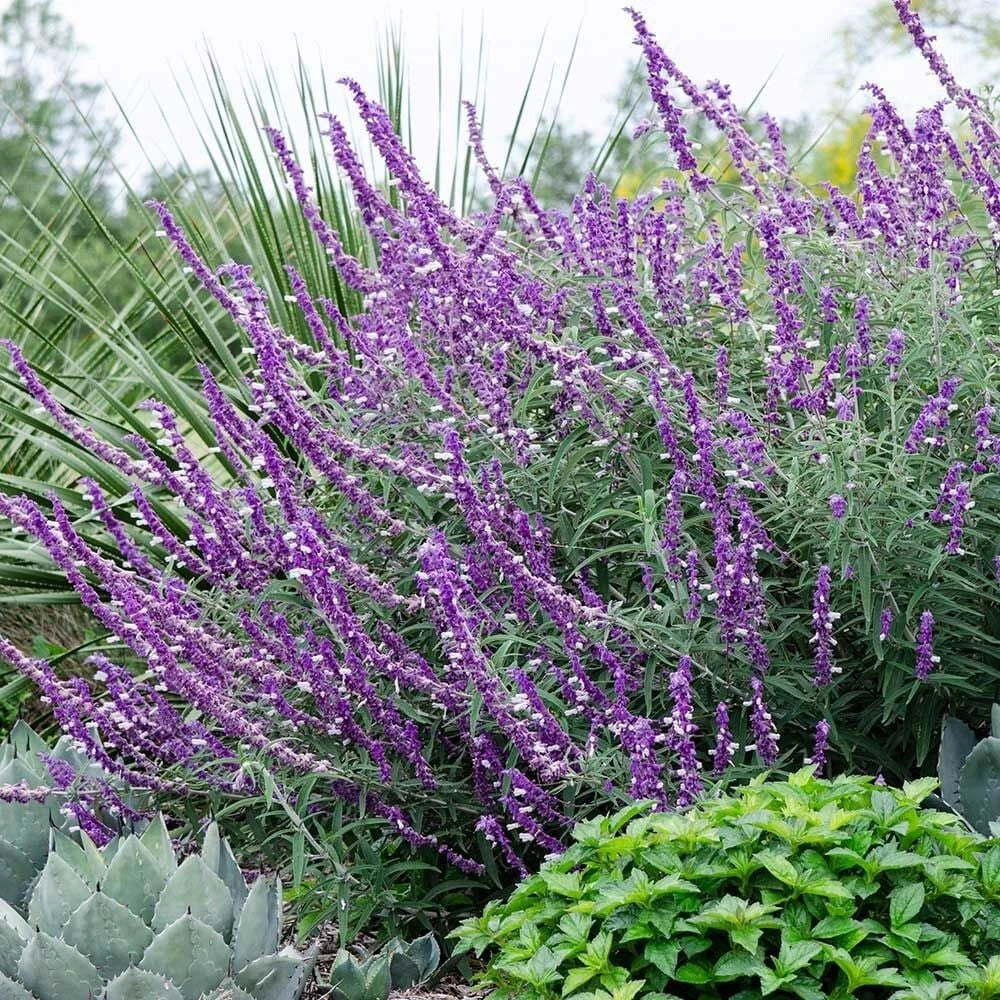 Leucantha Salvia Seeds – Perennial Flower Seeds for Hummingbird and Butterfly Attraction – Salvia leucantha, 50 Seeds