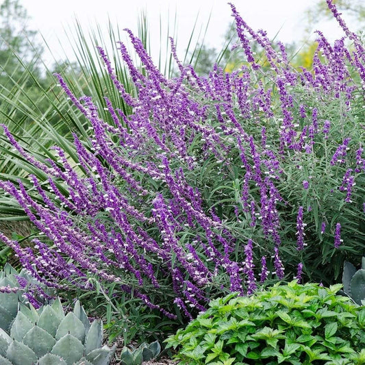 Leucantha Salvia Seeds – Perennial Flower Seeds for Hummingbird and Butterfly Attraction – Salvia leucantha, 50 Seeds