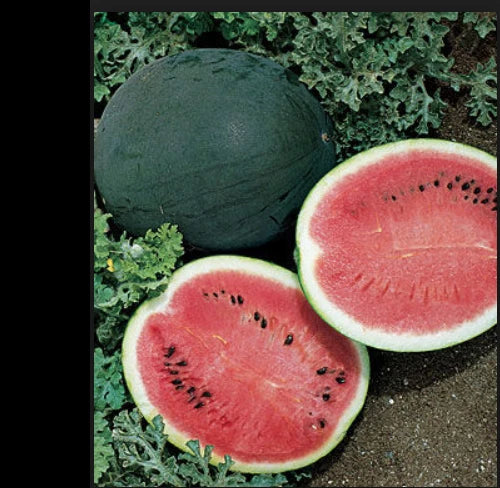Sugar Baby Watermelon Seeds - Heirloom Non-GMO Citrullus lanatus Compact Bush Variety for Small Gardens and Containers