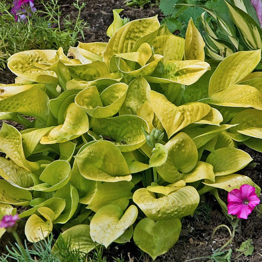 Hosta Maui Buttercups Perennial Plant 5.25" Pot Bright Yellow Foliage Shade Garden