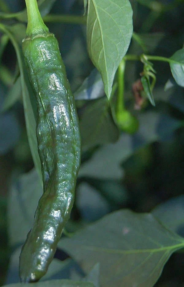 Pasilla Bajio Hot Pepper Seeds - Non-GMO Heirloom Vegetable Seeds for Salsas & Sauces - Capsicum annuum, Full Sun, USA Free Shipping