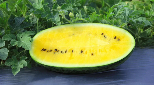 Mountain Sweet Yellow Watermelon Seeds - Citrullus lanatus Heirloom Pack of 50+ for Home Gardening