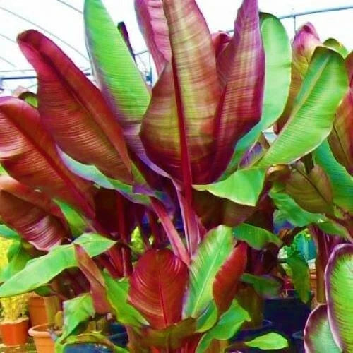 Ensete Maurelii Plant | Red Abyssinian Banana Tree | Tropical Foliage | False Red Musa | Vibrant Red-Purple Leaves