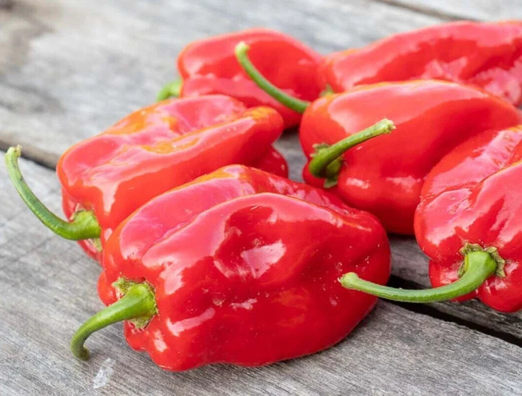 Red Habanero Pepper Seeds - 25 Premium Seeds - Capsicum chinense - Super-Hot Variety - Non-GMO, Freshly Harvested