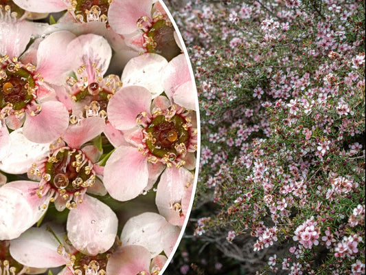 Manuka Tea Tree Seeds - 100+ Leptospermum scoparium Pink Flowers Medicinal Honey & Tea Shrub Free Shipping