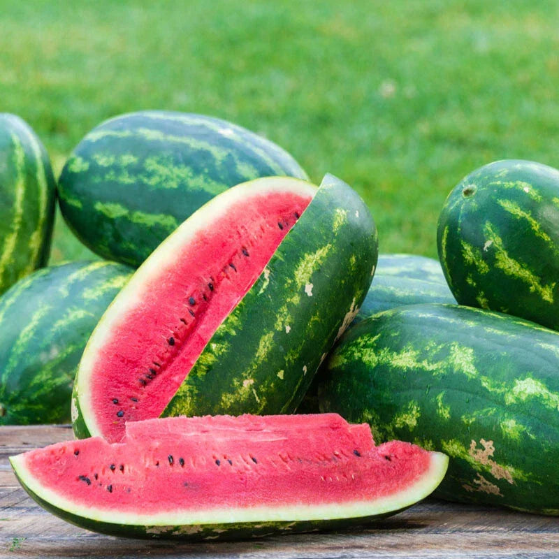 Sangria Watermelon Seeds - 50+ Pack - Citrullus lanatus - Non-GMO Heirloom Variety for Home Gardening