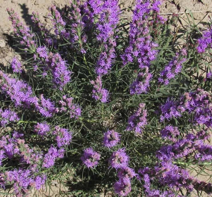 Gayfeather Cut Flowers Seeds - Liatris spicata Perennial for Pollinators - 100 Non-GMO Seeds for Garden & Cut Arrangements