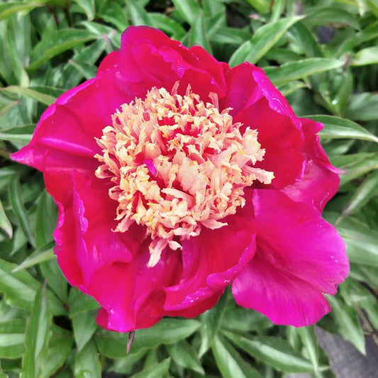 Herbaceous Peony Root Large 5-7 Eyes Winnifred Domme Paeonia lactiflora Fall Shipment