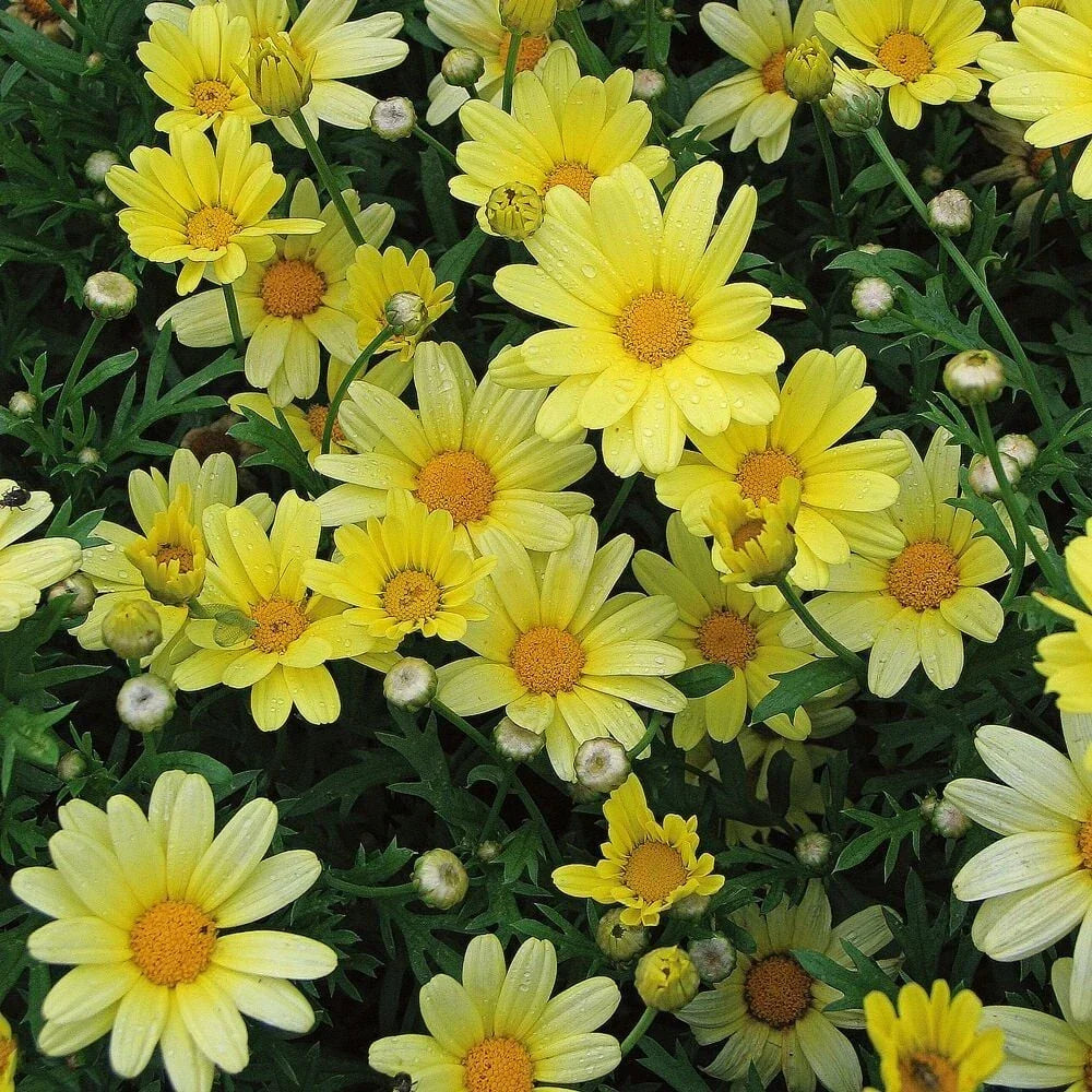 Yellow Marguerite Daisy Seeds - 200+ Argyranthemum frutescens Perennial Garden Seeds for Bright Yellow Blooms, Attracting Pollinators, Easy to Grow