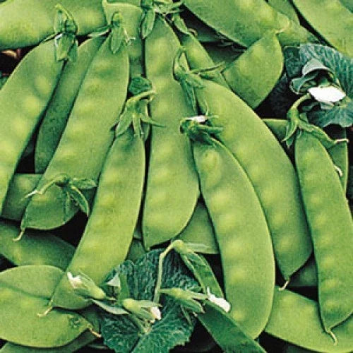 Oregon Sugar Pod II Pea Seeds - 100 Count Non-GMO Sugar Snap Peas - Pisum sativum - Ideal for Home Gardening
