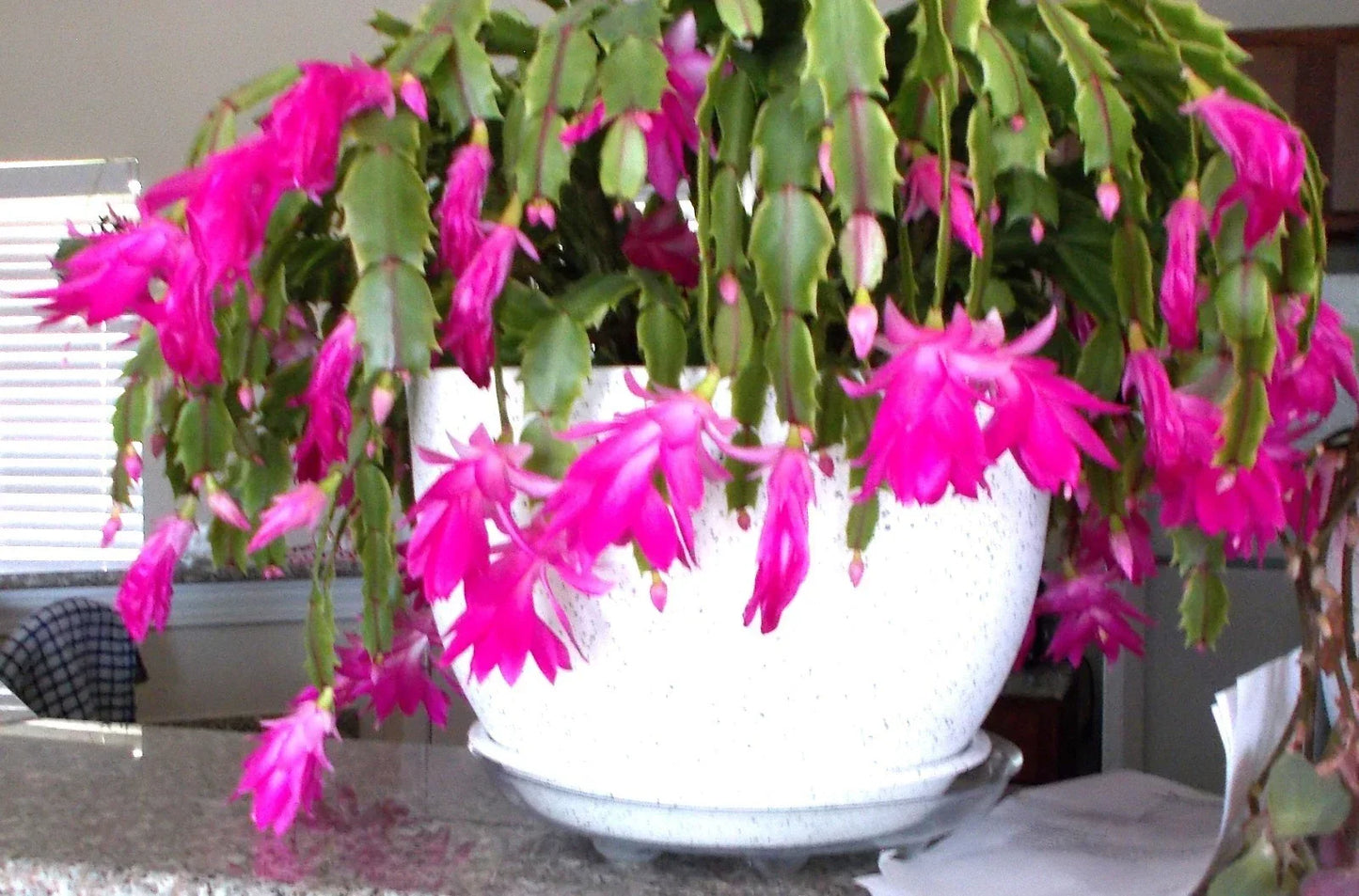 Healthy Pink Christmas, Thanksgiving, Easter Cactus - 3 Live Rooted Schlumbergera Plants for Home Decor