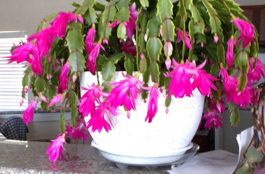 Healthy Pink Christmas, Thanksgiving, Easter Cactus - 3 Live Rooted Schlumbergera Plants for Home Decor