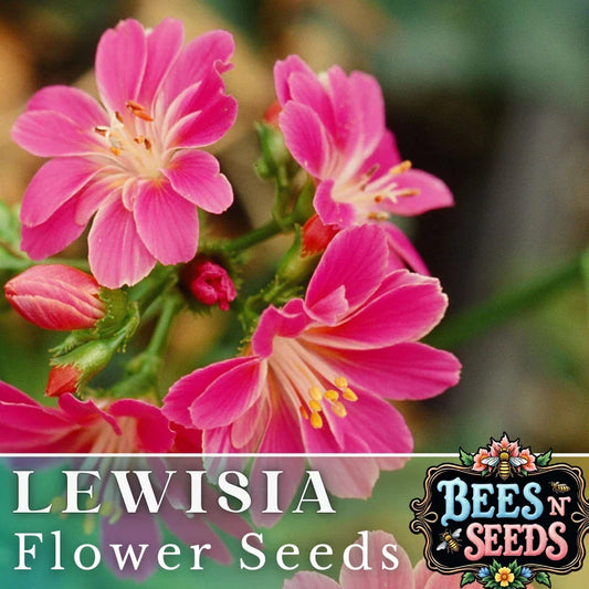 Lewisia Seeds - Magenta Flower, Non-GMO, Perennial Garden Plant, Lewisia cotyledon, Rock Garden, Pollinator Attracting, 35 or 100 Seeds