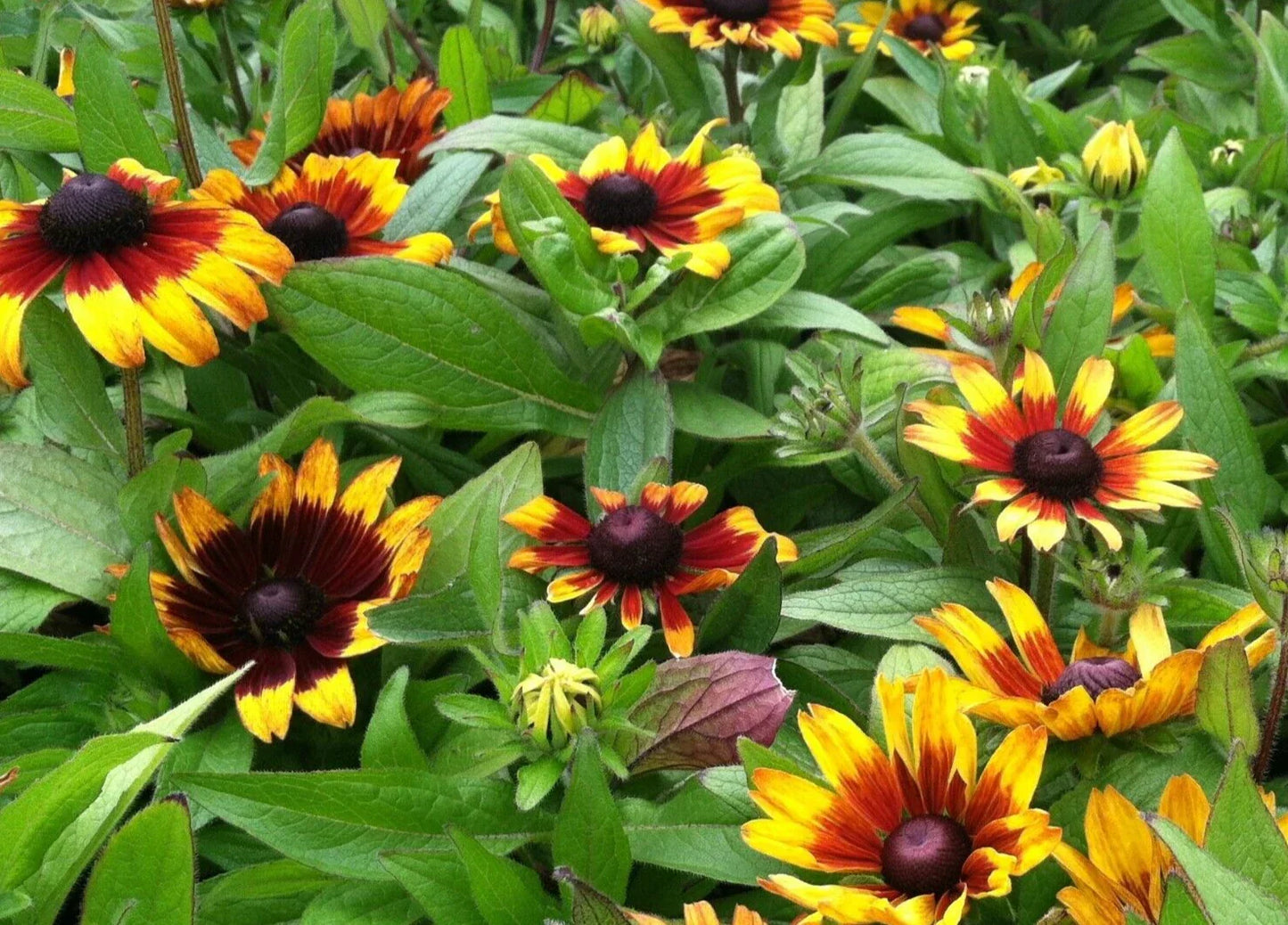 Rudbeckia Seeds - Becky Mix Extra Dwarf Black-Eyed Susan Pack of 15 - Vibrant Yellow and Orange Blooms for Gardens & Containers