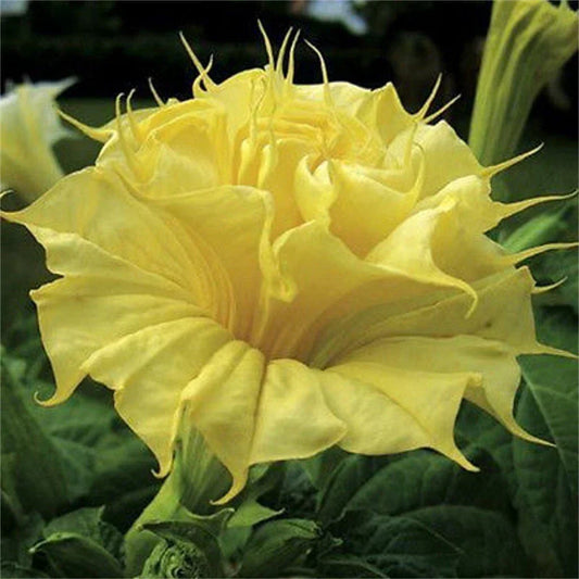 Golden Queen Angel Trumpet Seeds - Brugmansia suaveolens Flowering Plant Pack of 10 for Garden, Container, Tropical Landscape