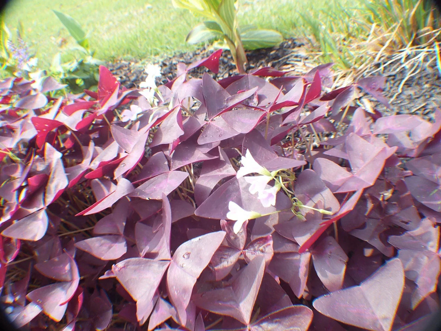Butterfly Plant Roots Rhizomes – Hardy Purple Flowers & Leaves – 25 Perennial Asclepias tuberosa for Garden Pollinators