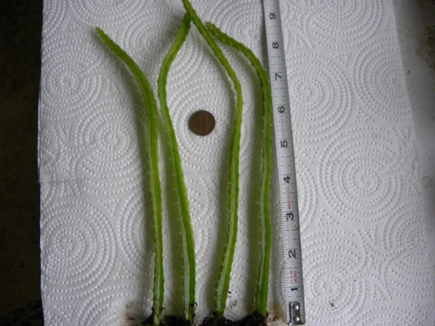 Bare Root Dragon Fruit Seedlings Lot of 4 | Hylocereus spp. | Exotic Fruit Plant | Easy Care Tropical Garden Plant