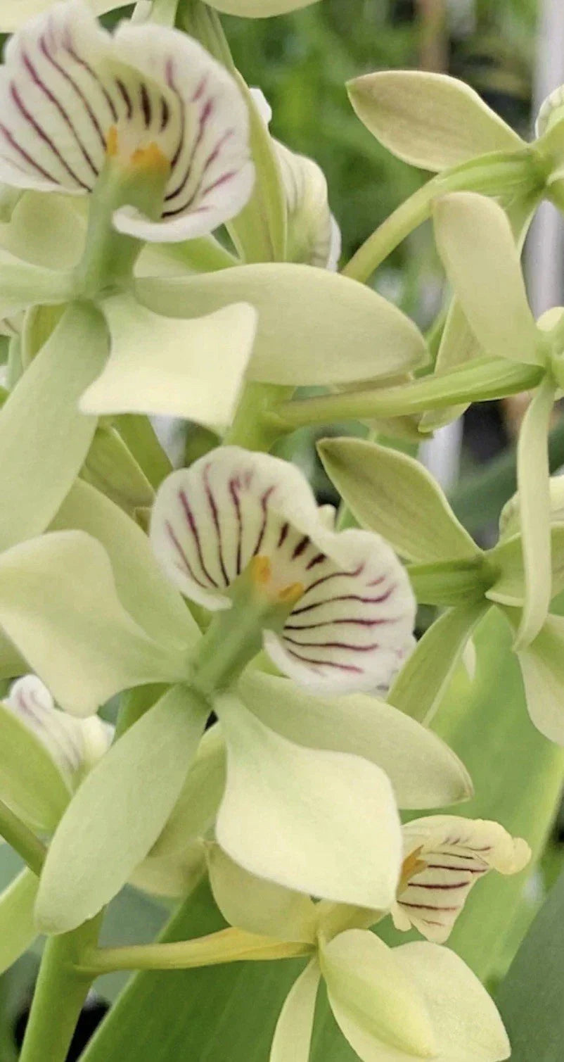 Encyclia Radiata Orchid Plant 4" Pot | Fragrant Yellow & Purple Blooms | Tropical Houseplant | Easy-Care Orchid