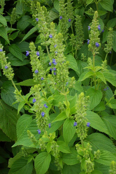 Non-GMO Chia Seeds Salvia hispanica - Bulk, Small Pack & More - Healthy Superfood for Smoothies & Baking