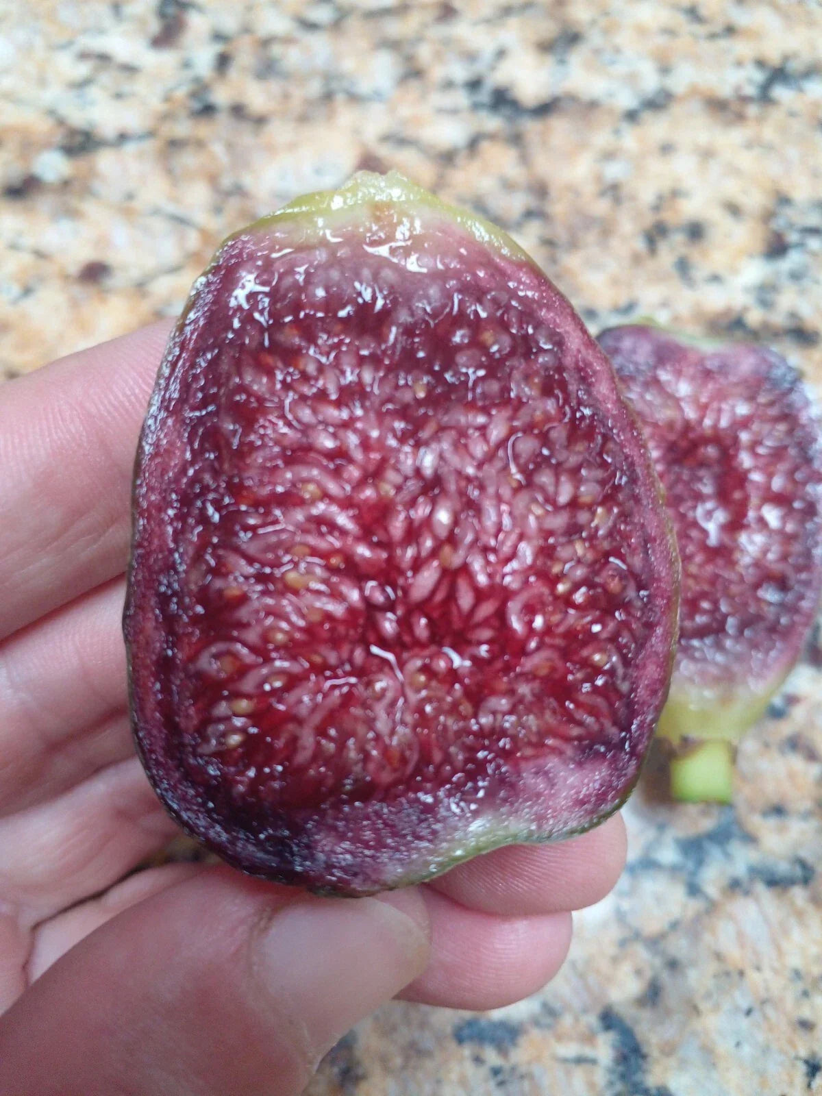 Ponte Tresa Fig Tree Cuttings – 2 Swiss Ficus carica 'Ponte Tresa' with Vibrant Coloring for Garden Cultivation