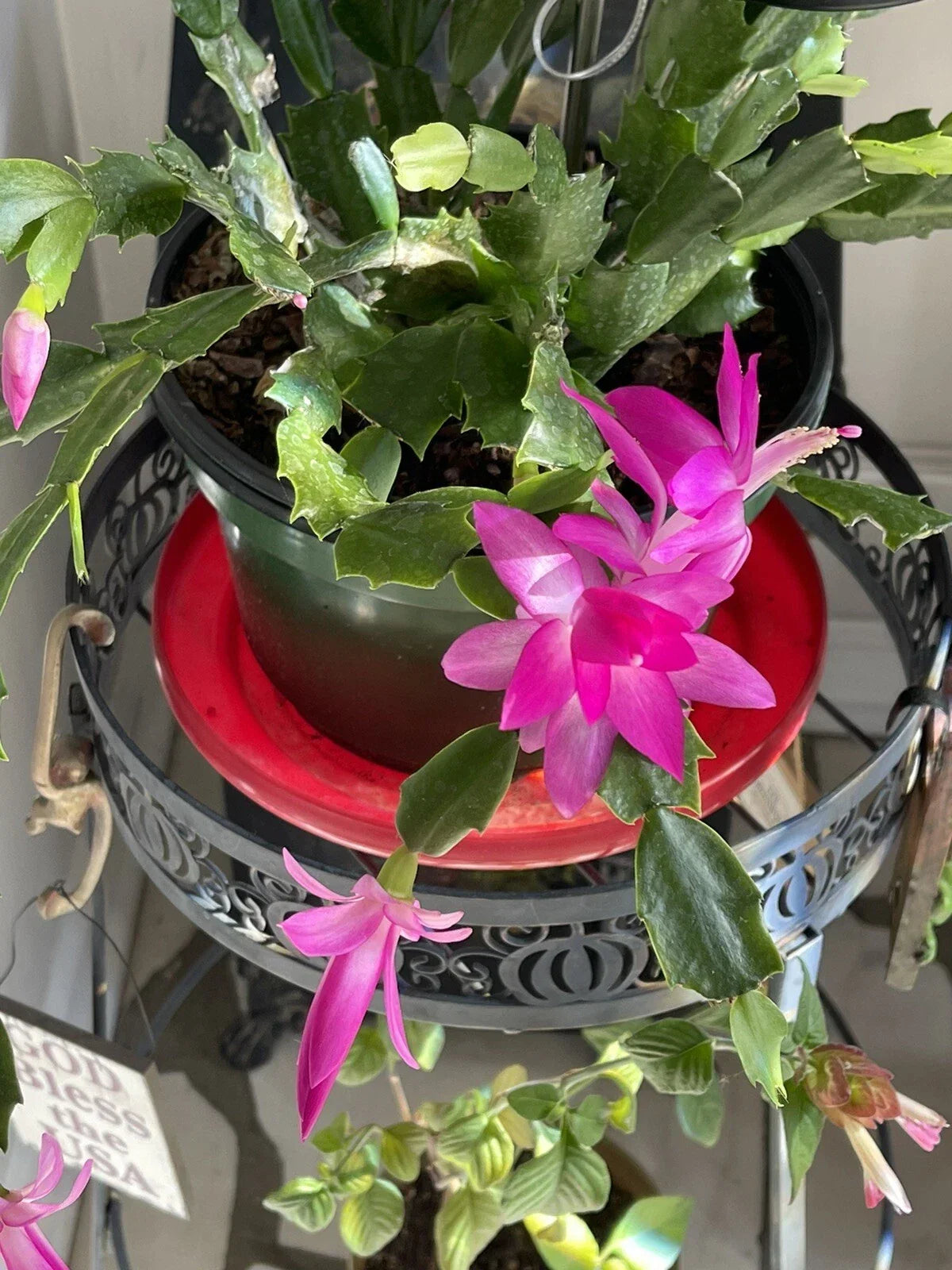 Christmas Cactus Starter Plant 3-4" Pink Schlumbergera truncata - Easy Care Indoor Houseplant for Holiday Décor
