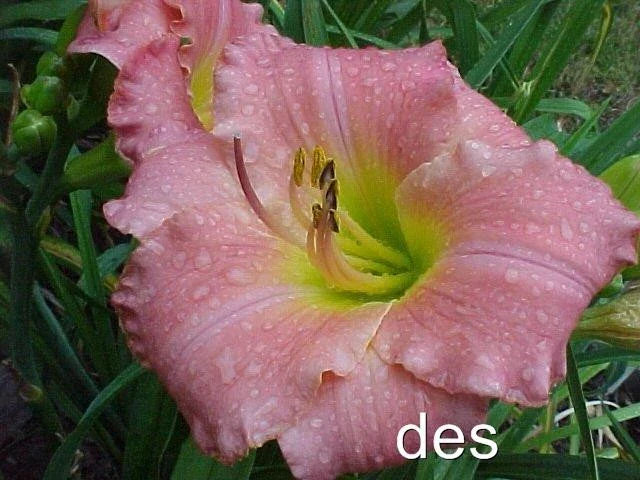 Daylily Plants - 2 Live My Girl Pink Rebloomer - Hardy Hemerocallis 'My Girl' for Garden, Border, Container, Pollinator-Friendly