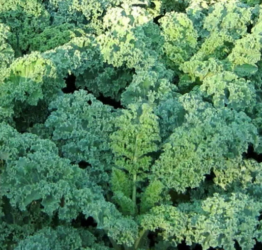 Kale Seeds 500+ Dwarf Blue Curled Brassica oleracea Vegetable Greens for Garden, Container, or Salad