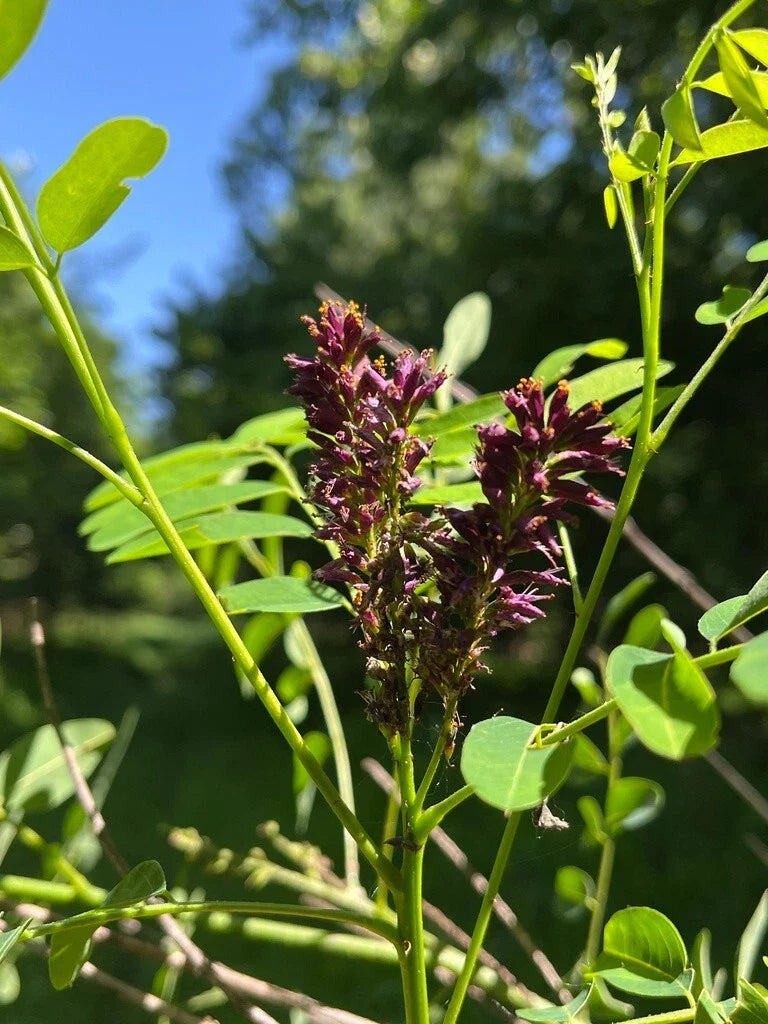 False Indigo Bush Seeds - 400+ Purple Amorpha fruticosa Perennial Shrubs for Garden, Landscape & Wildlife Attraction