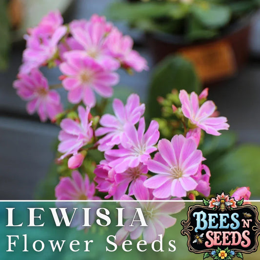 Lavender Lewisia Seeds - Non-GMO Flower Seeds for Garden Beds & Containers - Lewisia rediviva, 35 or 100 Pack