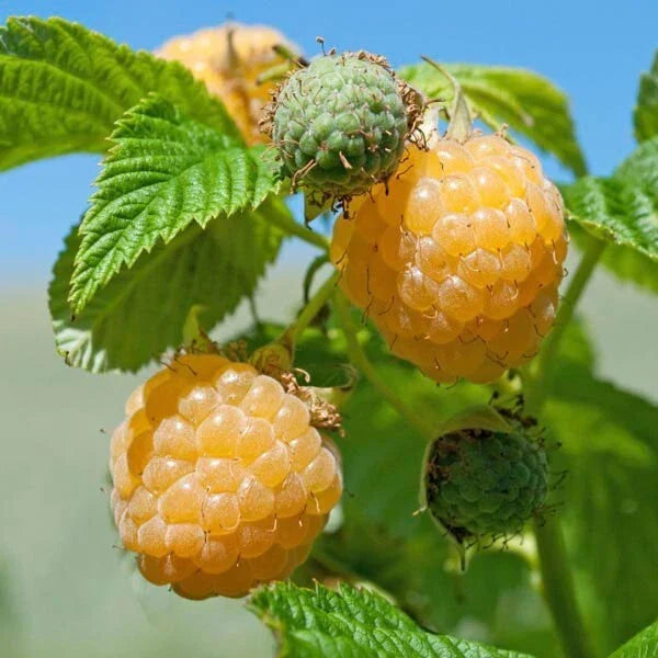 Fall Gold Raspberry Plant - Rooted Rubus idaeus 'Fall Gold' - Golden Berry Bush for Zones 3-8