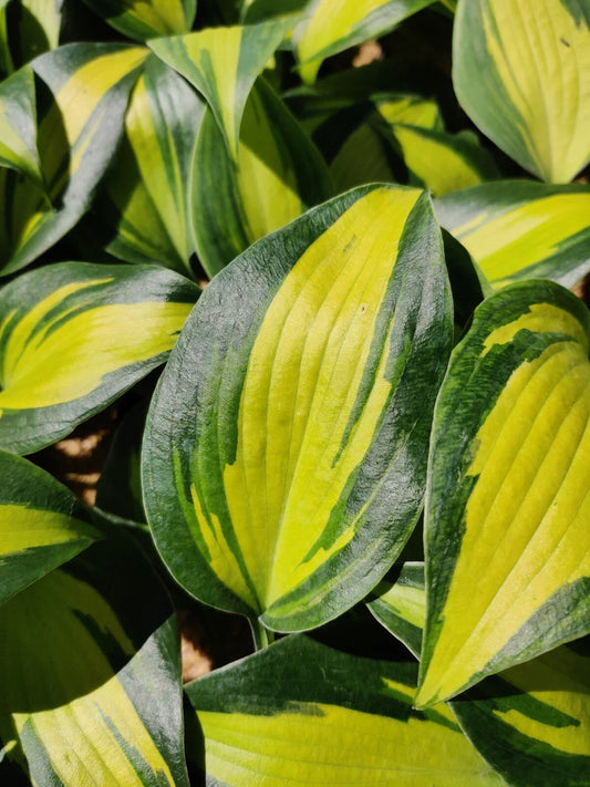Hosta Plant in 5.25" Pot | Party Popper Variegated Perennial for Shade | Hosta 'Party Popper'