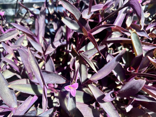 Organic Purple Heart Wandering Jew Cuttings – 8 Tradescantia Pallida Purpurea, Indoor & Outdoor Plant Propagation, Vibrant Foliage