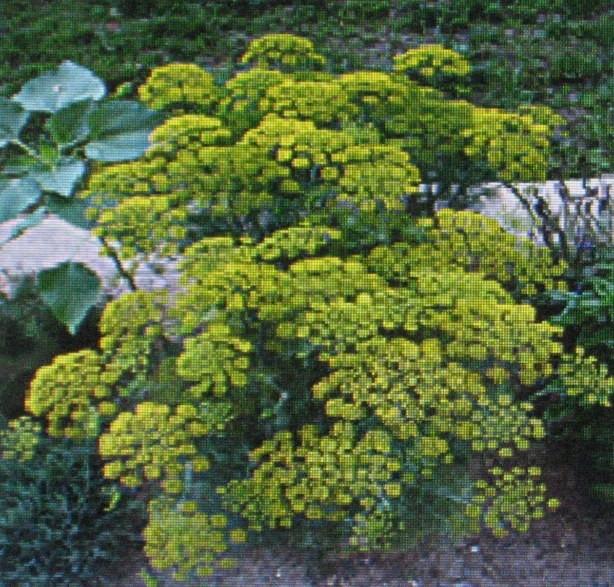 Dill Herb Seeds Bulk - Bouquet Variety - Anethum graveolens - Culinary Herb for Gardening & Cooking